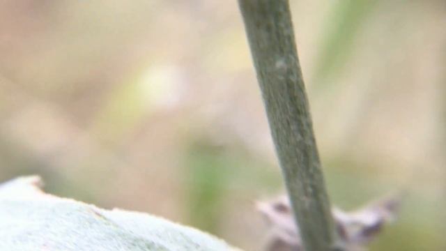 Artemisia Ludoviciana смотреть онлайн