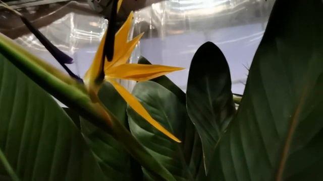 Ботанический /Таврический сад внутри оранжереи смотреть онлайн