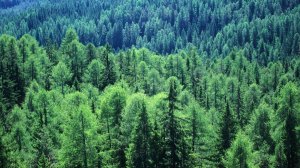 Пчеловод - не смеши Бога.