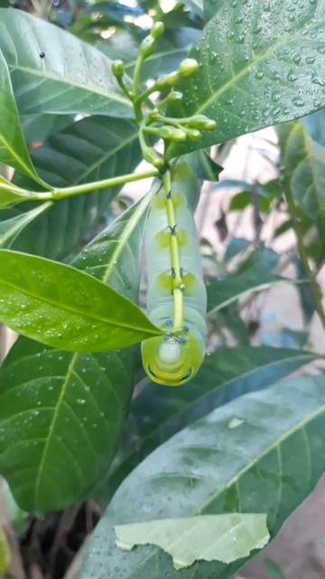 Beginilah larva dari ngengat dalam family Sphingidae. Ulat besar dan rakus yang memakan banyak daun смотреть онлайн