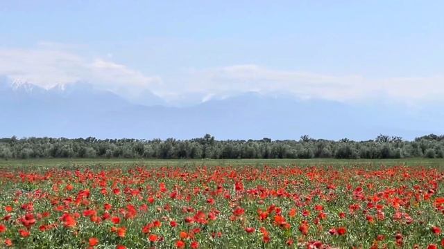Казахстан. Алматы. Вспомнить май. Маковые поля. Весна 2022 #kazakhstan #naturelover