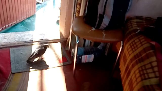 наглые голуби смотреть онлайн