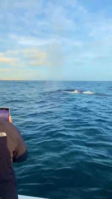 Whales are magic! Wait for the rainbow! - Wildlife Documentary🐆🐅 смотреть онлайн