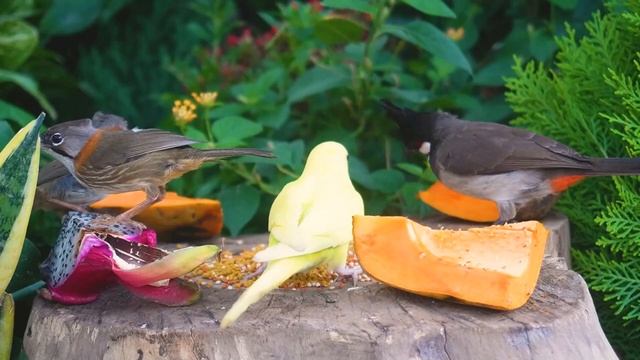 Cat TV for Cats to Watch 😺 Hungry Smart Little Birds Eating in the Forest🐦 смотреть онлайн