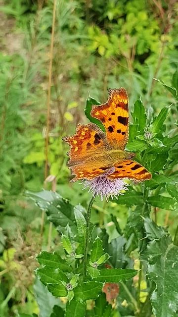 C-Fuchs, Polygonia c-album смотреть онлайн