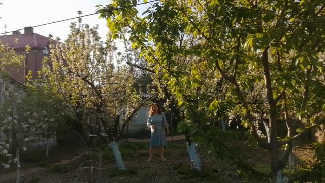 Один раз в год сады цветут. Оксана Носик