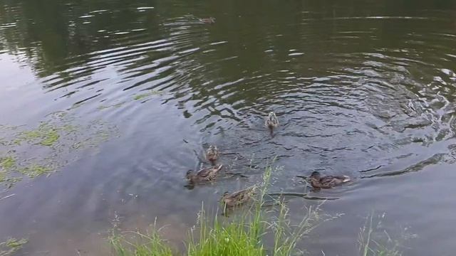 Кормешка смотреть онлайн