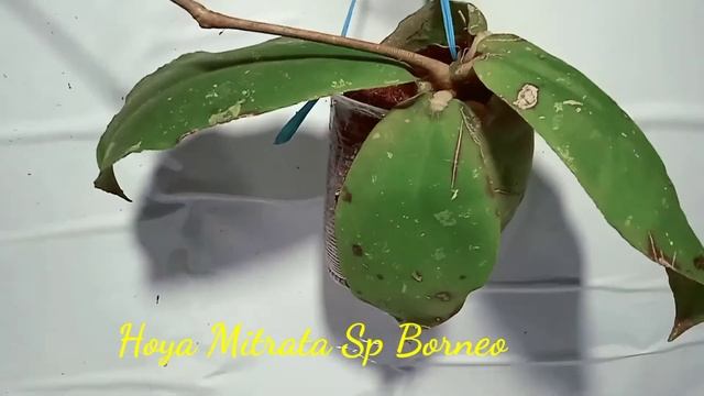 HOYA MITRATA SP BORNEO
