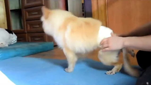 Видео 7 Персик усердно занимается