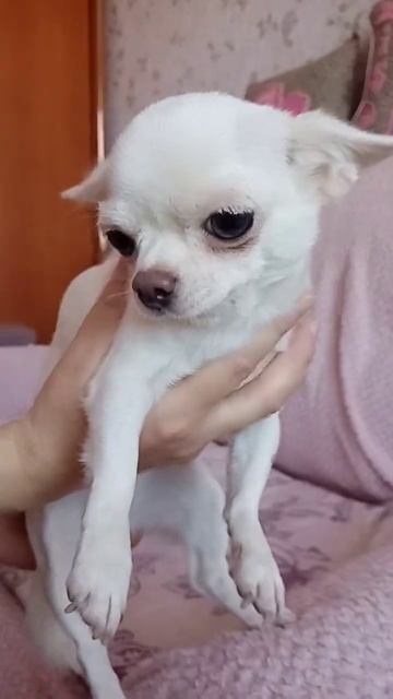 Океан это суп! Лили и Няша ❤️❤️ чихуахуа приколы ❤️ смотреть онлайн