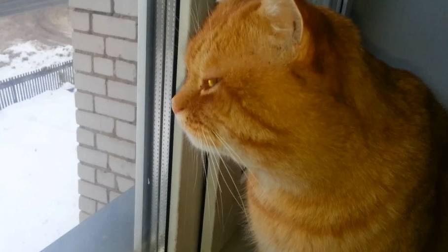 Вернулся с прогулки смотреть онлайн