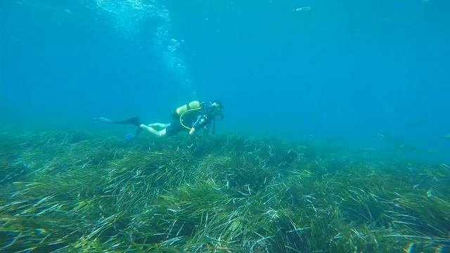 “Vive la Posidonia” en Ibiza con Anfibios Ibiza y Ana Duato y Miguel Bernardeau. смотреть онлайн
