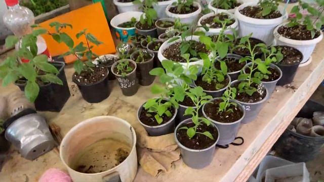 Обзор теплицы на 1 марта 2024 Цветы Чемодурово смотреть онлайн