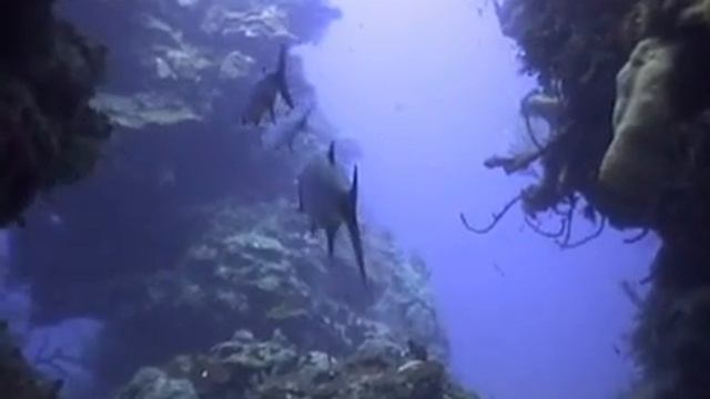 Megalops-atlanticus смотреть онлайн