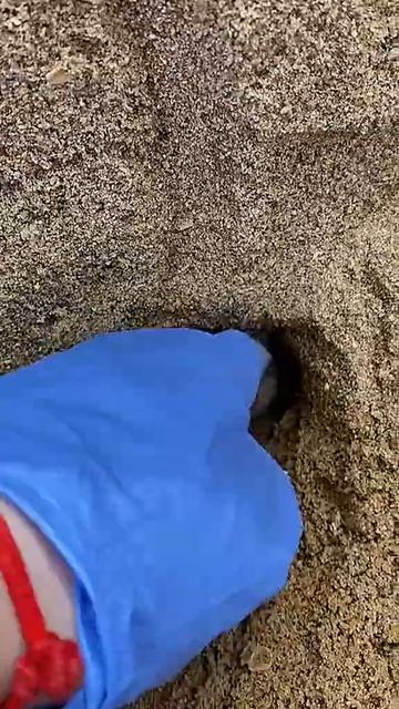 Join me in exploring the seashore and digging for adorable rodents #SunBearExcursion... смотреть онлайн