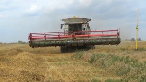 Уборка пшеницы в СПК «Гигант»: Claas Lexion 770,760,580,540; МАЗ 6501,5551; МТЗ 1221,82