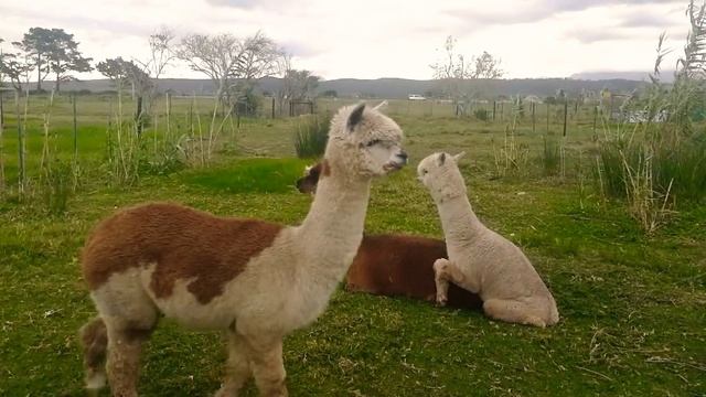Loyal Alpaca Protects his Virgin Friend's Dignity! смотреть онлайн