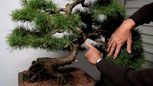 Restyling a 1951 Mugo Pine Part 1 смотреть онлайн