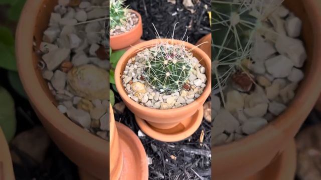 Watering very thirsty baby Fire Barrel cactus смотреть онлайн
