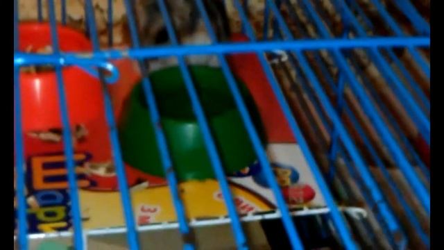 Хомяк пьет воду лапкой / Hamster drinks water with his paw смотреть онлайн