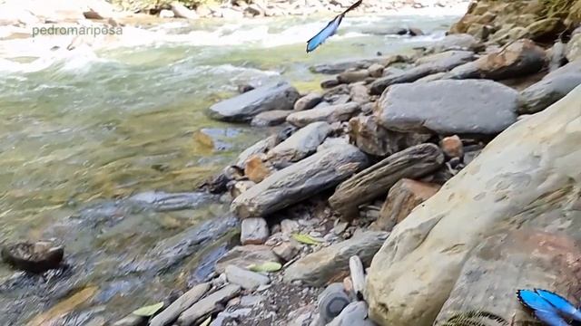 Morpho Deidamia Electra From Bolivia