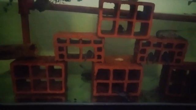 Condominio para Crías de Langostas Australianas, Cherax Quadricarinatus ( RedClaw ). смотреть онлайн