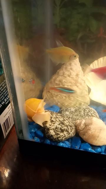 Аквариум смотреть онлайн