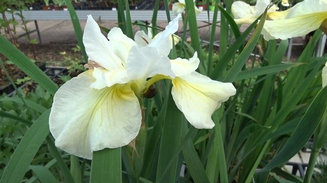 Iris Sibirica ´Snow Queen´