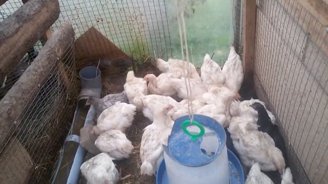 Обзор хозяйства.Не повторяйте моих ошибок! / БРОЙЛЕР КООБ-500/Farm review. Do not repeat my mistake смотреть онлайн