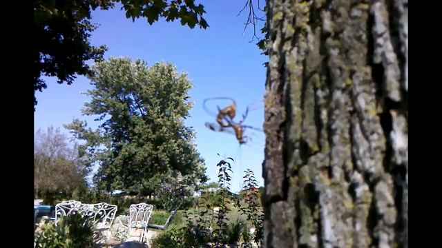 Giant Ichneumon Wasp смотреть онлайн