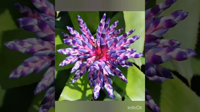 Великолепные экзотические цветы смотреть онлайн