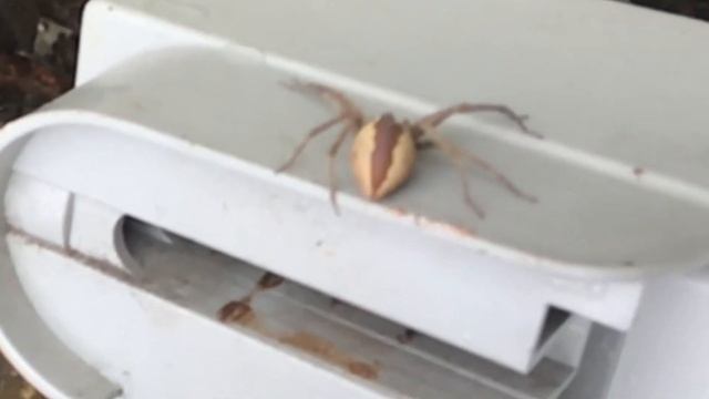 nursery web spider (pisaurina mira) смотреть онлайн