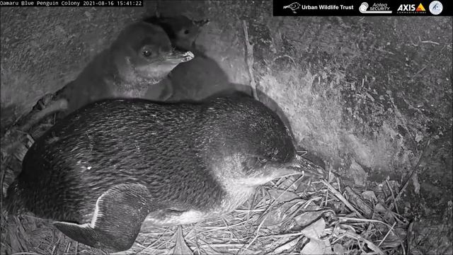 Колония голубых пингвинов Оамару. Oamaru Blue Penguin Colony.