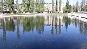 Куда делись лебеди из «Лебединого озера» в Воронеже