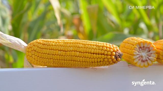 Гібрид кукурудзи 🌽СИ Мінерва ФА0 390 смотреть онлайн