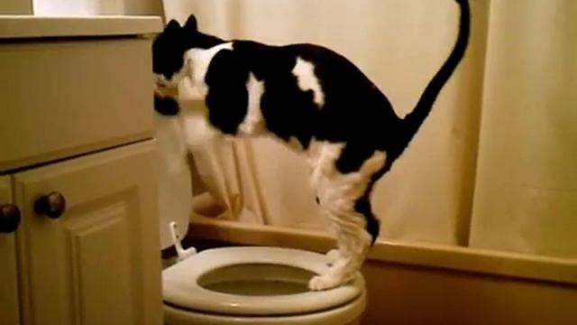 Кот писает в унитаз смотреть онлайн