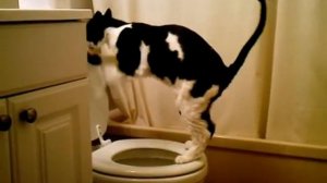 Кот писает в унитаз