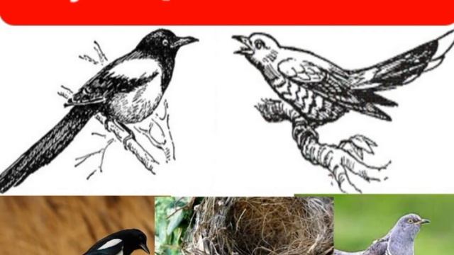 Сауысқан мен көкек ертегісі. Қызықты әңгіме. Балаларға базарлық.