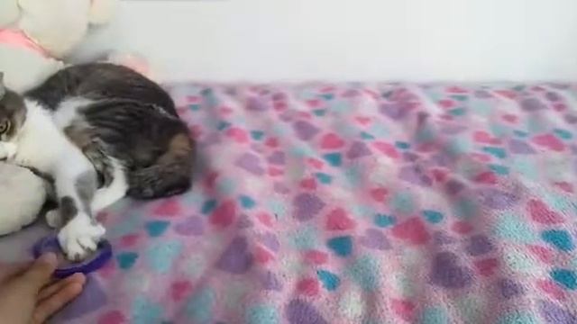 Покупки из зоомагазина смотреть онлайн