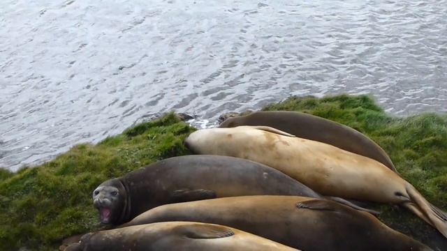 Морские львы смотреть онлайн