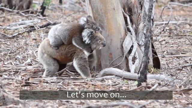 Mother and joey koala take a walk смотреть онлайн