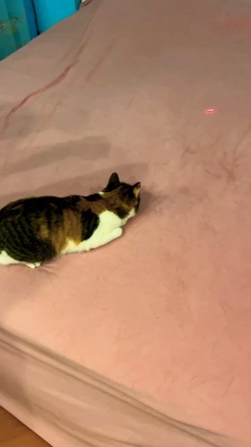Кошка бегает за лазерным лучиком #funnycats #shortvideo #catlovers смотреть онлайн