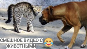 СМЕШНОЕ ВИДЕО С ЖИВОТНЫМИ. Подборка приколов с животными. Самые смешные видео.