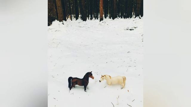 Мои фотографии с лошадьми шляйх смотреть онлайн