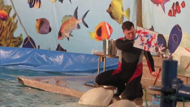 Delfinarium in Novosibirsk смотреть онлайн