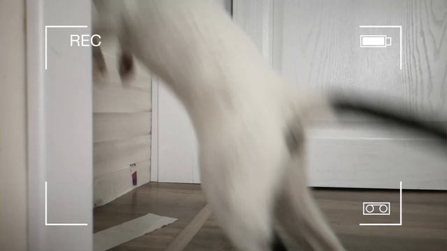 Cats vs Wall of Toilet Paper. Cornish Rex vs Russian Hairless Cat смотреть онлайн