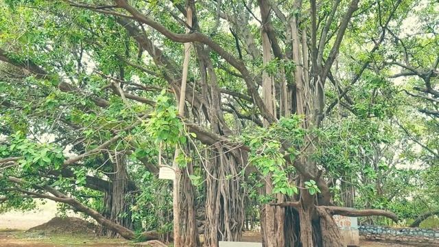 A BIG BANYAN TREE | SCARIEST PLACE AT NIGHT | KTM RC200 | MONSOON RIDE смотреть онлайн