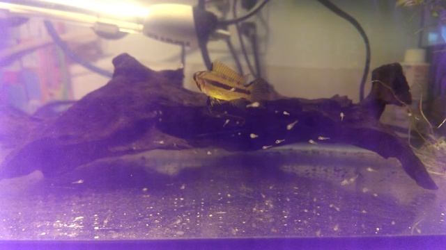 Day 2 Apisto Cockatoo Fry With Mom