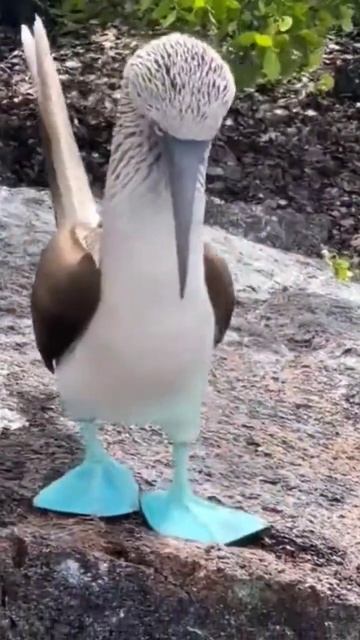 Blue footed booby showing his new shoes.. 😅😉 #shorts #shortsvideo #viral смотреть онлайн