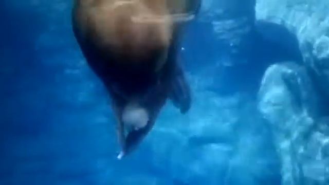 Морж и лед с рыбкой смотреть онлайн